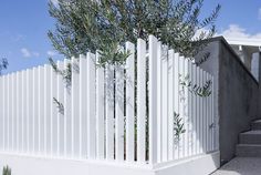 an olive tree growing on the side of a white fence next to some concrete steps