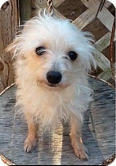 a small white dog sitting on top of a wooden chair with a chain around it's neck