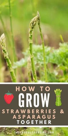 how to grow strawberries and asparagus together with text overlay reading how to grow strawberries and asparagus together