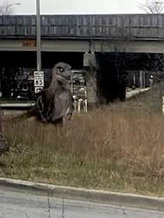 an owl is standing in the grass near a fire hydrant and some cars parked on the side of the road