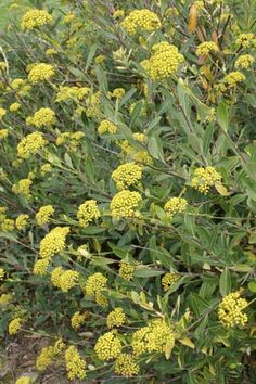 the yellow flowers are blooming on the plant in the field near the grass and dirt