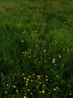 an open field with lots of green grass and yellow wildflowers in the foreground