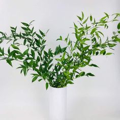 a plant in a white vase with green leaves on the top and bottom, against a white background