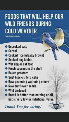 a blue bird sitting on top of a tree next to a snow covered hill with words describing the benefits of cold weather