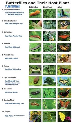 an image of butterflies and caters in the wild with caption for each one