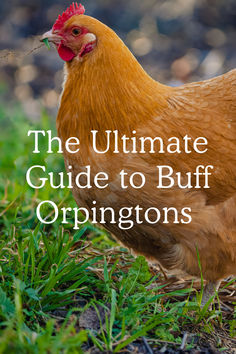 The Ultimate Guide to Buff Orpington Chickens Buff Orpingtons, Orpington Chickens, Buff Orpington Chickens, Easter Egger Chicken, Chicken Farming