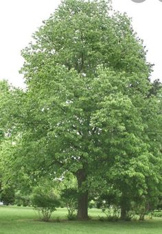 a large green tree sitting in the middle of a park