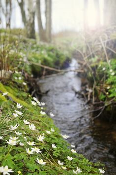 white flowers growing on the side of a stream