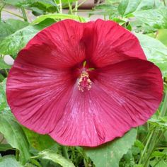 a large red flower with green leaves around it's center, in the middle of a garden