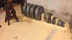 a dog is sitting in front of some dumbbells on the floor next to a wall