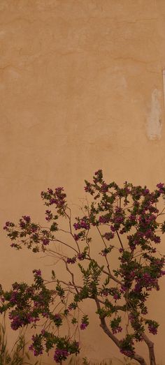 a small tree with purple flowers in front of a tan stucco wall and window frame