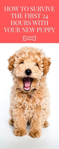 a dog with its mouth open and the words how to survive the first 24 hours with your new puppy