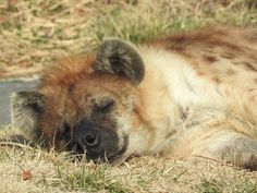 a hyena sleeping in the grass with its head on it's back