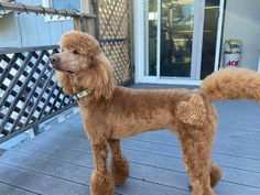 a brown poodle standing on top of a wooden deck