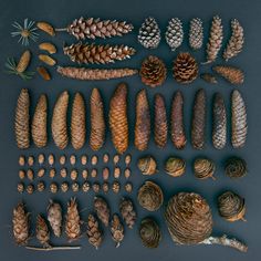 pine cones and seed pods laid out on a dark surface, including one large cone