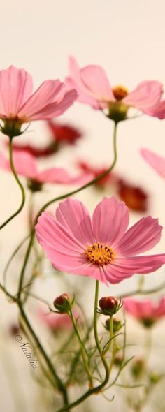 pink flowers are growing in a vase on the table