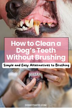 How to clean a dog’s teeth without brushing might sound tricky, but these surprising methods make it a breeze. From chew toys to natural dental treats, discover ways to keep your dog's teeth clean and healthy, all without a toothbrush. Learn about easy techniques that will protect your pet’s smile.   Intrigued? This article holds secrets your pup will thank you for—take a peek at our detailed guide today! Clean Dogs Teeth, Brushing Dogs Teeth, Going To The Dentist, Dogs Teeth, Dental Health Care, Good Hygiene, Dog Teeth Cleaning, Dog Health Tips, Dog Dental