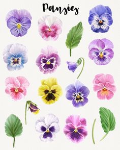 an image of pansy flowers painted in watercolor on white paper with the words pansy above it