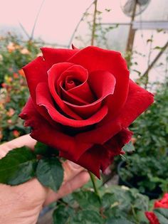 a person holding a large red rose in their hand with many other plants behind them