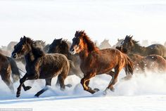 a herd of horses running through the snow