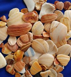 sea shells are scattered on a blue surface