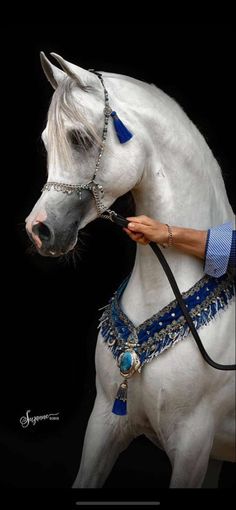 a white horse wearing a blue and silver bridle