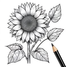 a drawing of a sunflower with leaves and a pencil