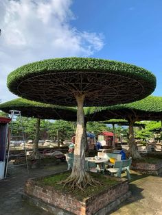 a large tree that has been cut into pieces and placed on top of some benches