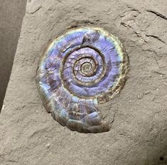 an amethorama shell is shown on the rock wall in front of it