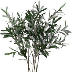 an olive tree with green leaves in a vase on a white background, ready to be used as a centerpiece