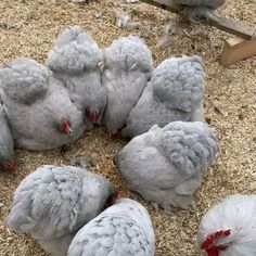 a group of gray chickens standing on top of a pile of dirt next to each other