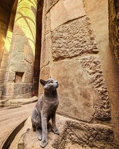 a gray cat sitting on top of a stone floor next to a tall building with columns