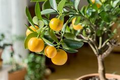 an orange tree with lots of fruit growing on it's branches in a pot