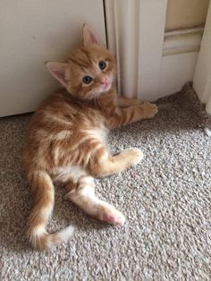 an orange kitten laying on the floor next to a door