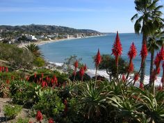 red flowers are growing near the ocean and beach side houses in the distance with palm trees on either side