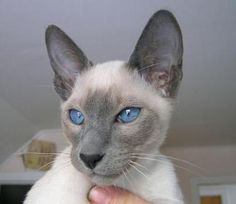 a siamese cat with blue eyes being held up by someone's hand in a room