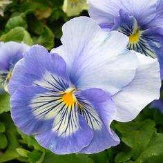 blue and white flowers with green leaves in the backgrounnds are blooming