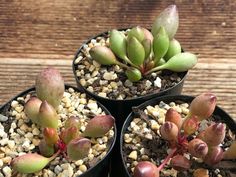 three potted plants are sitting on the ground in front of a wooden table top