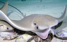 an image of two fish in the sand with shells on the ground at night time