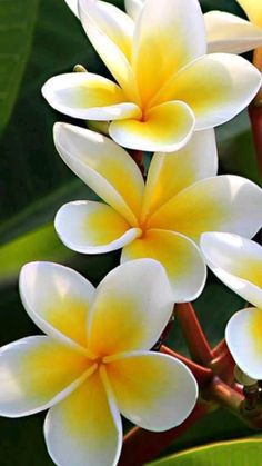 three yellow and white flowers on a tree