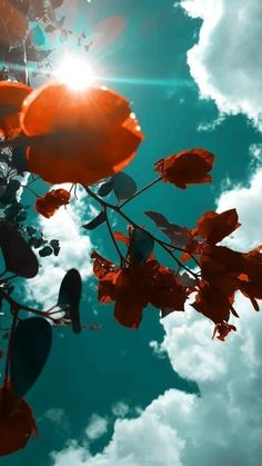 the sun shines brightly on some red flowers in front of blue sky with clouds