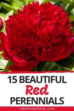 a red flower with the words 15 beautiful red perennials on it in front of green leaves