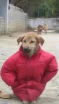 a dog in a red outfit sitting on the ground