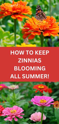 pink and orange zinnias Where To Cut Zinnias, Saving Zinnia Seeds, Planting Zinnias, Lavender Farming, Zinnias Flowers