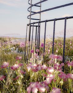 pink flowers growing out of the ground next to a metal fence and some hills in the background