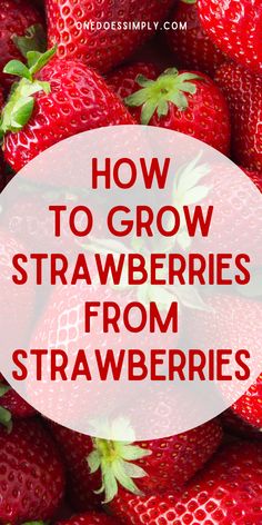 strawberries with the words how to grow strawberries from strawberries