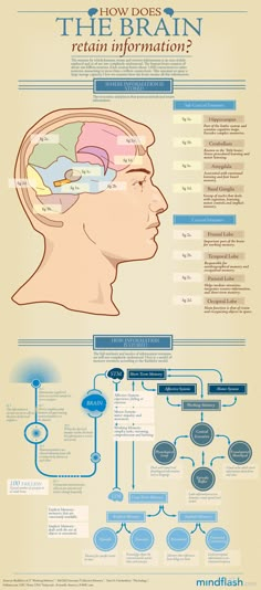 the human brain is shown in this infographal poster, with information about its functions