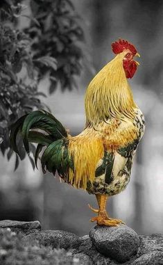 a rooster standing on top of a pile of rocks next to a tree in the rain