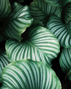 closeup of green and white leaves on a plant