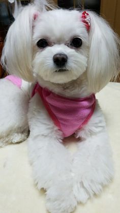 a small white dog with a pink bandana on it's head sitting on a table